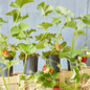 Grow Your Own Strawberry Jam Gardening Gift, thumbnail 1 of 10