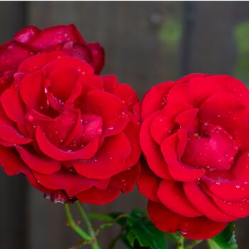 Valentine's Day Rose 'Lovestruck' One Five Litre Pot, 5 of 5