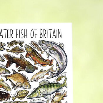 Freshwater Fish Of Britain Greeting Card, 4 of 7