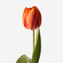 Persimmon Dutch Tulip Fresh Bouquet, thumbnail 2 of 2