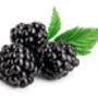 Fruit Plants Blackberry, thumbnail 3 of 7