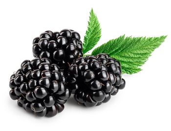 Fruit Plants Blackberry, 3 of 7