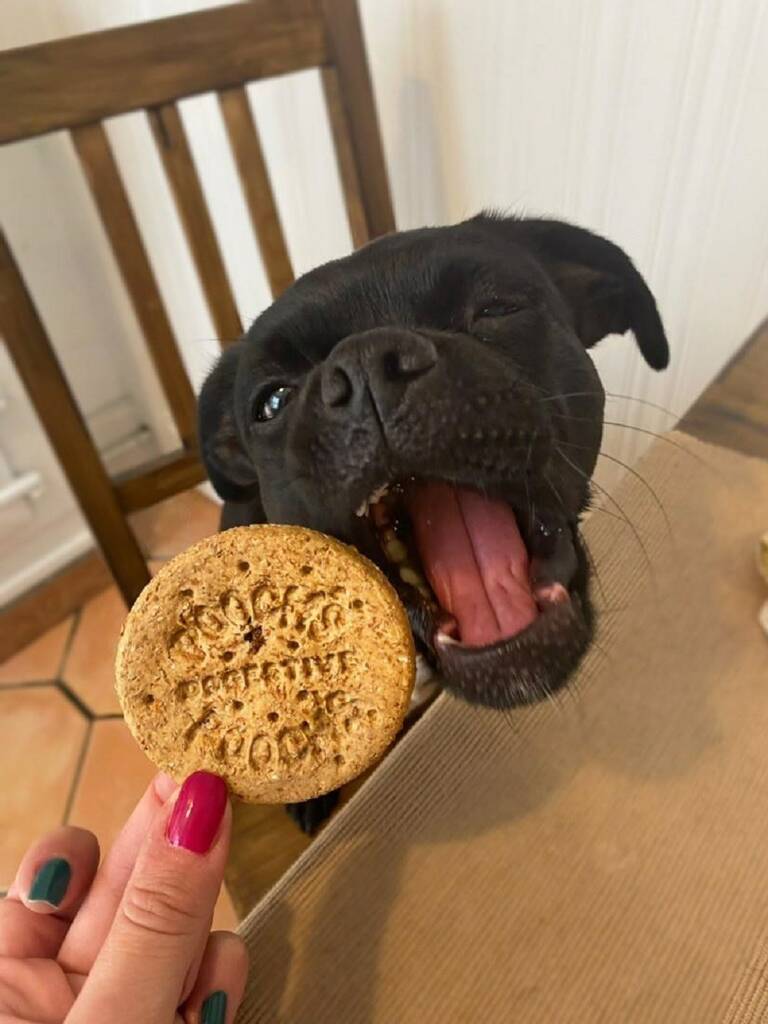 Dogestive Beef Flavoured Biscuit, 1 of 5