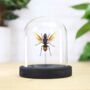 Yellow Banded Hornet Insect Bug Moth Butterfly Bell Jar Entomology Taxidermy Interior Design Home Decor Cloche Modern Display Gift Ornament, thumbnail 1 of 4