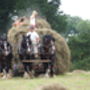 Shire Horse Experience Day For One, thumbnail 6 of 10