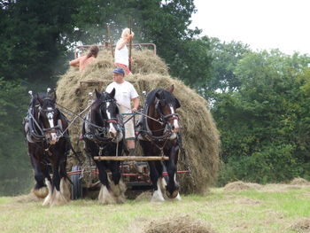 Shire Horse Experience Day For One, 6 of 10