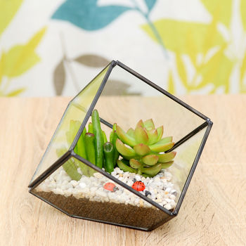 Succulent Glass Cube Terrarium Kit, 2 of 5