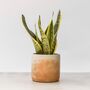 Handmade Eco Plant Pot | Peachy Pink And Off White, thumbnail 2 of 6