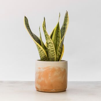 Handmade Eco Plant Pot | Peachy Pink And Off White, 2 of 6
