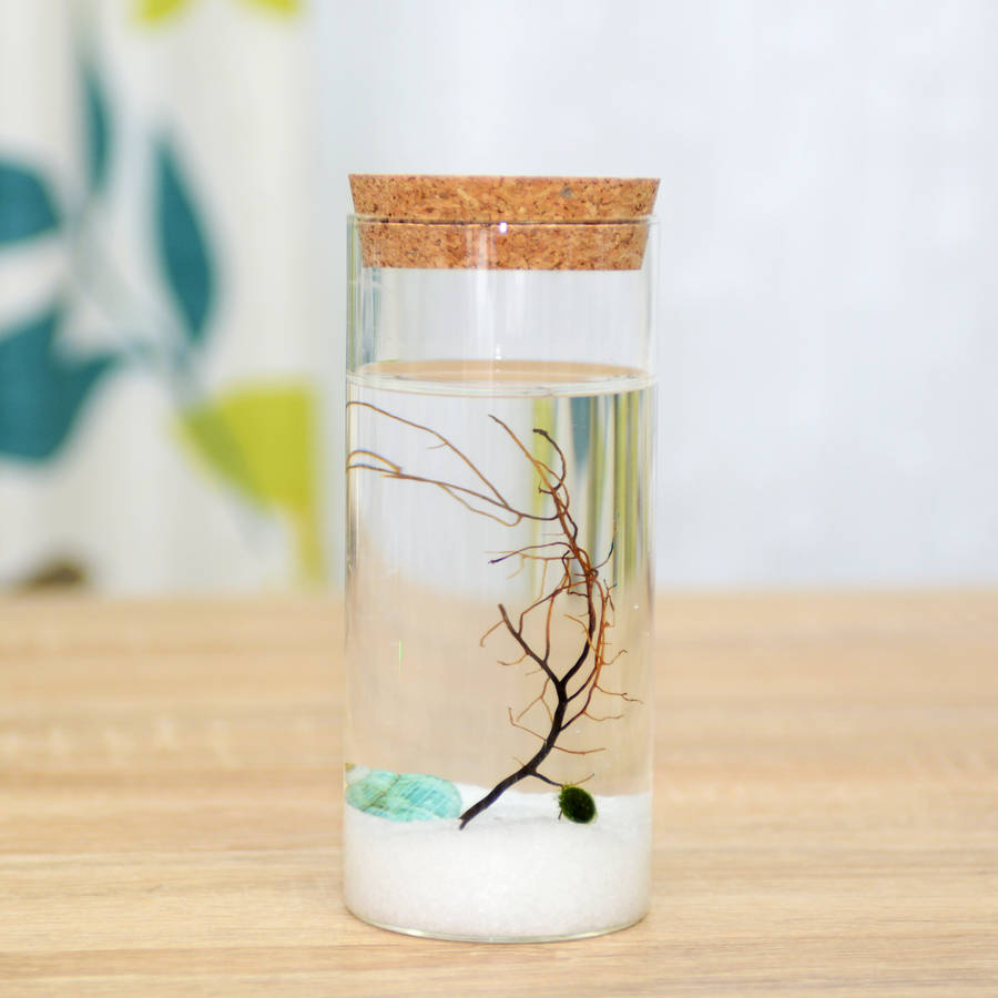 Cylinder Glass Jar Marimo Moss Ball Terrarium By DingaDing