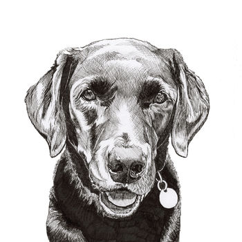 Hand Drawn Pet Portrait, 8 of 11