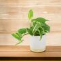 Golden Pothos In 12cm Pot – Easy Care Air Purifying Houseplant, thumbnail 6 of 7