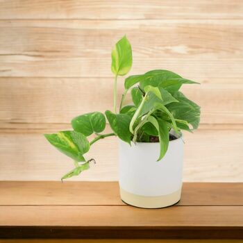 Golden Pothos In 12cm Pot – Easy Care Air Purifying Houseplant, 6 of 7