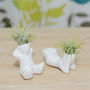 Mini Ceramic Figure Plant Holder With Air Plant, thumbnail 2 of 4