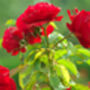 Floribunda Rose 'Trumpeter' One X Bare Rooted Plant, thumbnail 6 of 7