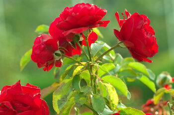 Floribunda Rose 'Trumpeter' One X Bare Rooted Plant, 6 of 7
