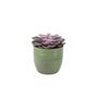 Echeveria Purple Pearl Succulent In 12cm Pot, thumbnail 4 of 7
