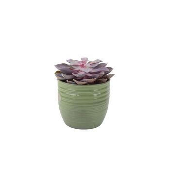 Echeveria Purple Pearl Succulent In 12cm Pot, 4 of 7
