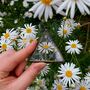 Daisy And Forget Me Not Pressed Flower Triangle Frame, thumbnail 1 of 2