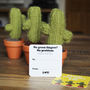 Mini Knitted Cactus In Pot, thumbnail 3 of 9