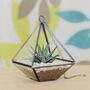 Small Geometric Glass Vase Succulent Terrarium Kit, thumbnail 3 of 4