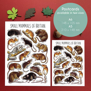 Small Mammals Of Britain Watercolour Postcard, 2 of 8
