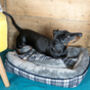 Grey Tartan Check Plush Dog Sofa Bed, thumbnail 2 of 4