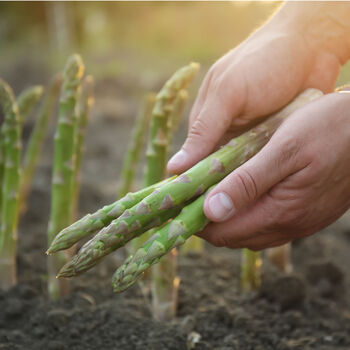 Vegetable Plants Asparagus 'Portlim' Three X Two L Pot, 3 of 5