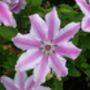 Clematis Nelly Moser, Plant Gift Idea, thumbnail 1 of 2