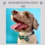 Camouflage Dog Collar Bow Tie, thumbnail 4 of 4