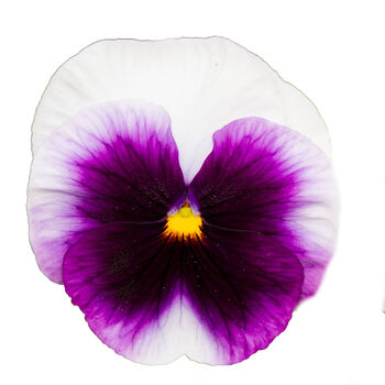 Flowers Pansy 'Beaconsfield' Six X Plant Pack, 7 of 7