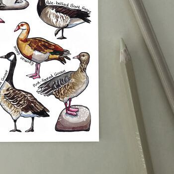 Geese Of Britain Watercolour Postcard, 7 of 8