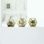 Pack Of Three Mini Glass Geometric Terrarium Air Plants, thumbnail 1 of 4