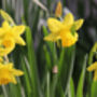 Narcissus 'Tete A Tete' Three X Full Plants In 9cm Pots, thumbnail 6 of 7