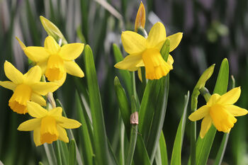 Narcissus 'Tete A Tete' Three X Full Plants In 9cm Pots, 6 of 7