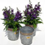Croxton Vintage Plant Pots Set Of Three, thumbnail 4 of 4