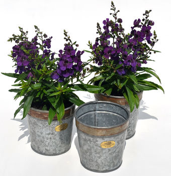 Croxton Vintage Plant Pots Set Of Three, 4 of 4