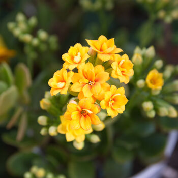 Flowers Kalanchoe 'Mixed' Three X Plants In 6cm Pots, 5 of 6