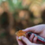Foraging Experience Walk For Two In The South Downs, thumbnail 4 of 12