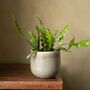 Fishbone Cactus | Epiphyllum Anguliga, thumbnail 1 of 3