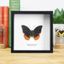 Small Flame Charaxes Handcrafted Frame, thumbnail 1 of 3