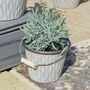 Set Of Four Vintage Rippled Bucket Planters, thumbnail 7 of 10