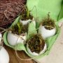 Hanging Eggs Filled With Muscari, thumbnail 8 of 8