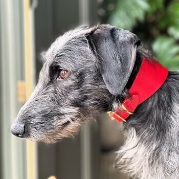 Red Leather Whippet Collar Can Be Personalised, 2 of 8