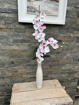 White And Pink Phalenopsis Orchid In Tall Slim Vase, 6 of 8