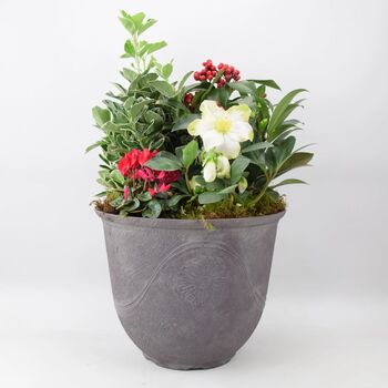 Premium Winter Planter In Antique Slate Pot, 3 of 3