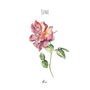 Rose June Birth Flower Watercolour Art Print, thumbnail 3 of 3