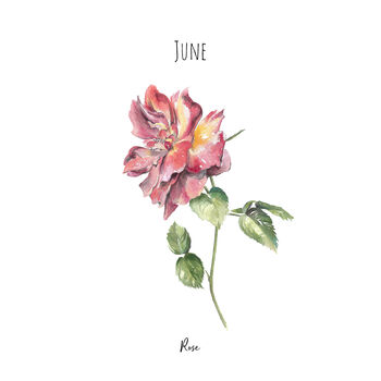 Rose June Birth Flower Watercolour Art Print, 3 of 3