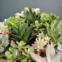 Succulent Mix Five.5cm Pots Surprise Plants, thumbnail 3 of 8