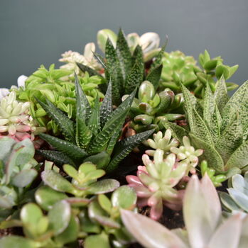 Succulent Mix Five.5cm Pots Surprise Plants, 3 of 8